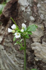 Cardamine glacialis