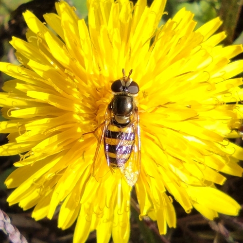 Unknown species found near Baltimore Pk & Cheyney Rd - FS, Concord Township, PA 19342, USA
