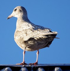 Larus hyperboreus