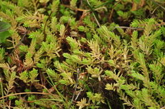 Crassula helmsii