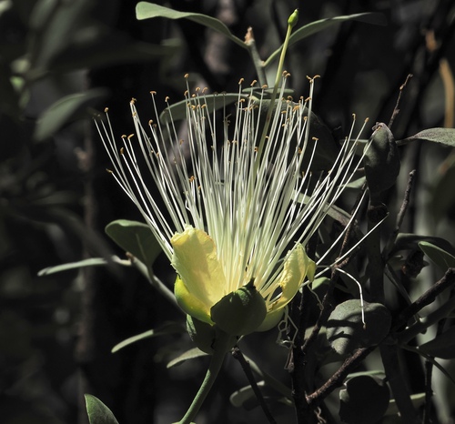 Capparis mitchellii (Capparis mitchellii)