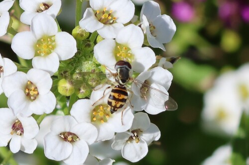 Unknown species found near Ogunquit, ME, USA