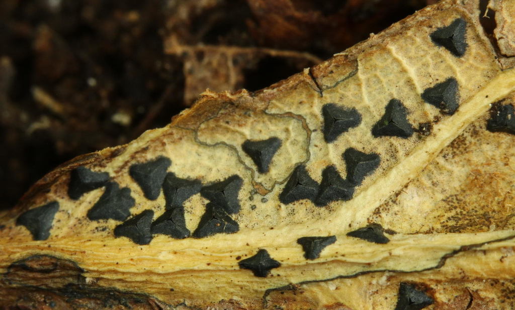 Coccomyces delta