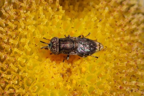 Unknown species found near Wells, ME, USA