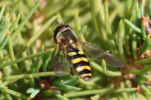 Unknown species found near Wells, ME, USA