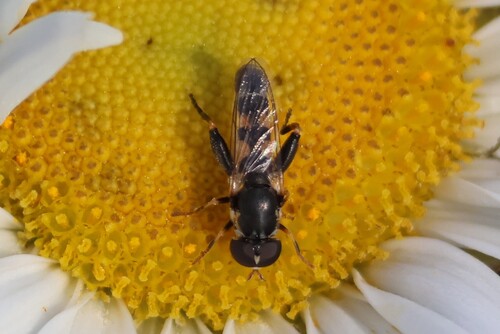 Unknown species found near Wells, ME, USA