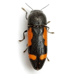 Ptosima laeta