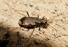 Neocicindela parryi