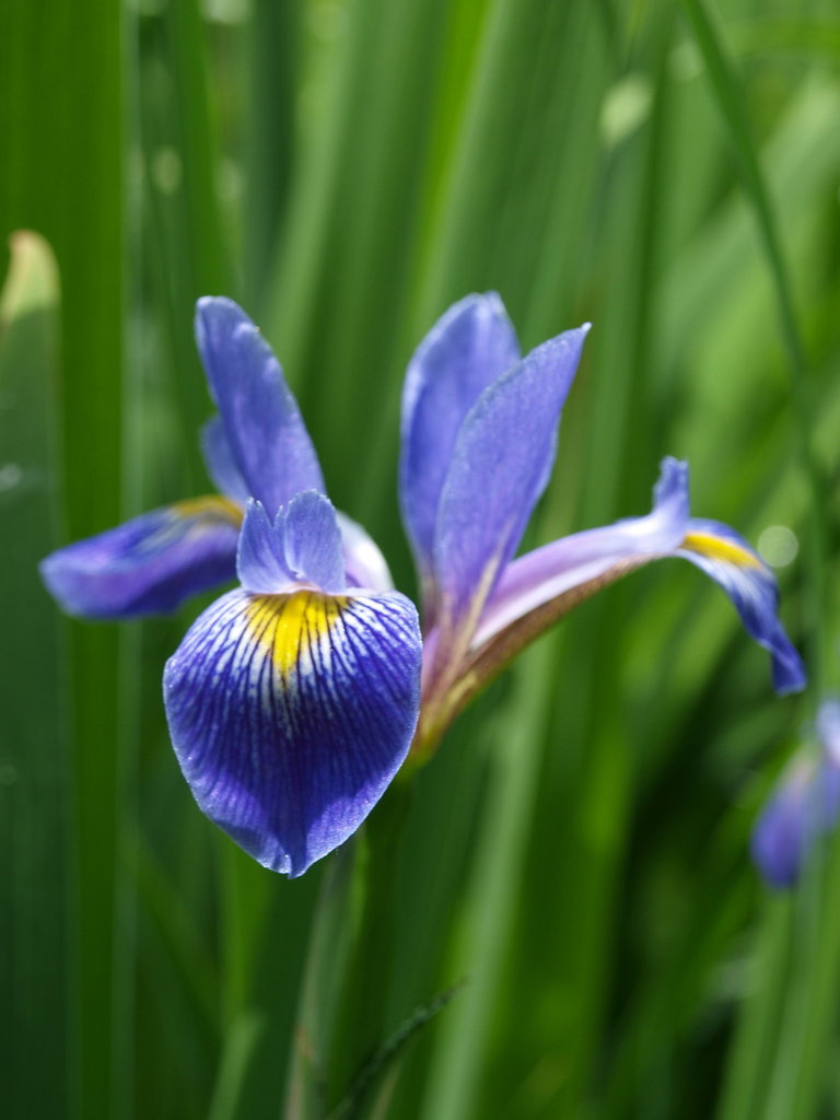 Iris virginica - Wikipedia