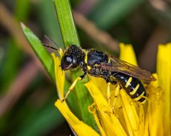 Ectemnius lapidarius