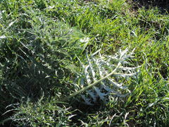 Cynara cardunculus cardunculus