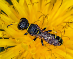 Ectemnius lapidarius