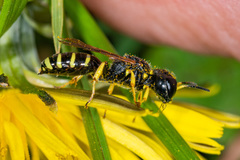 Ectemnius lapidarius