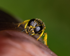 Ectemnius lapidarius