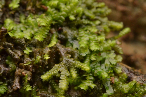 Jubula hutchinsiae