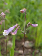 Penstemon hirsutus