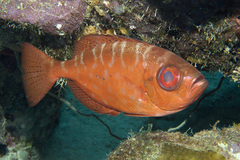 Heteropriacanthus cruentatus