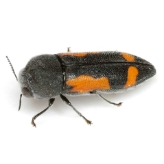 Ptosima laeta