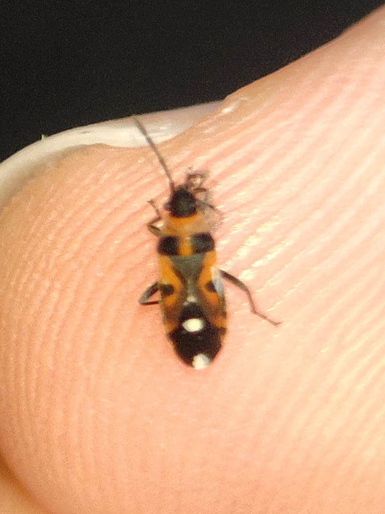 Horvathiolus canariensis