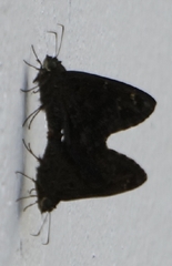 Thorybes obscurus