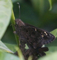 Thorybes obscurus