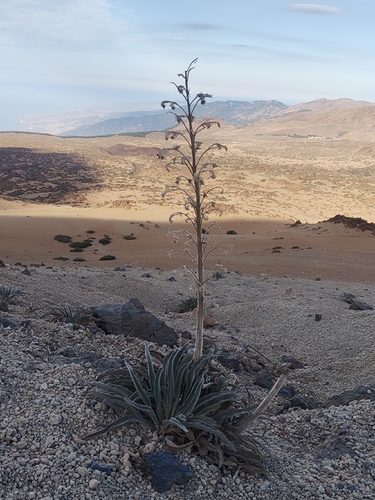 Echium auberianum, photograph 2