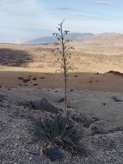 Echium auberianum, photograph (c) Jakob Horz, some rights reserved (CC BY)