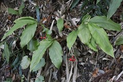 Alpinia japonica