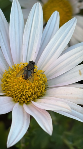 Unknown species found near Skymont Dr, Holly Springs, NC, US