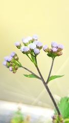 Ageratum