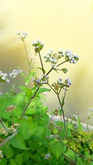 Ageratum