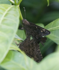 Thorybes obscurus