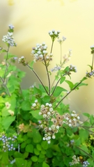 Ageratum