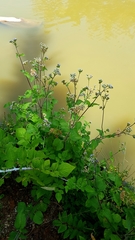 Ageratum