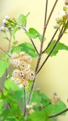 Ageratum