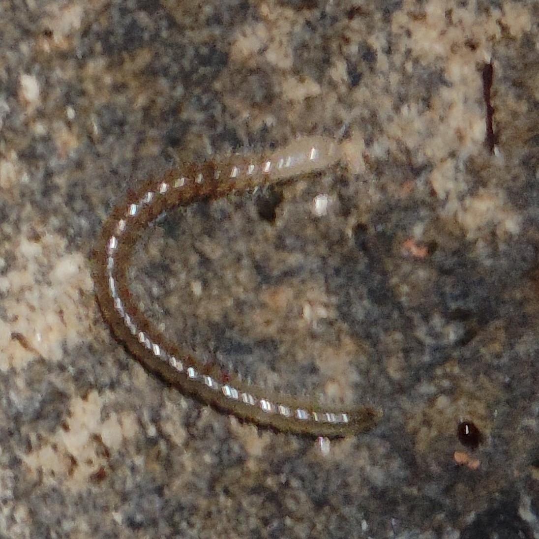 Blaniulus guttulatus