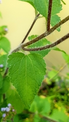 Ageratum