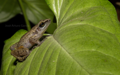 Eleutherodactylus cystignathoides