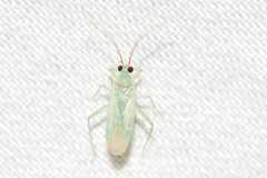 Blepharidopterus provancheri