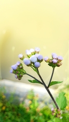 Ageratum