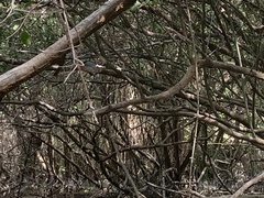 Pelecaniformes