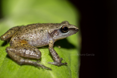 Eleutherodactylus cystignathoides