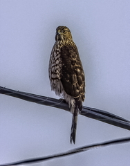 Accipiter cooperii