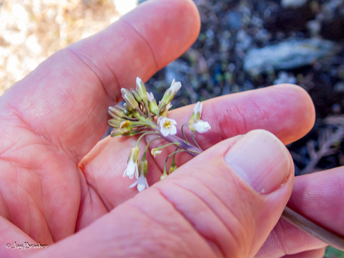 Graham's Rockcress (Boechera grahamii)