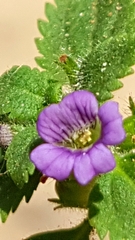 Stemodia verticillata