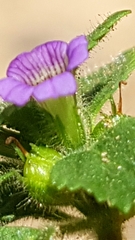 Stemodia verticillata