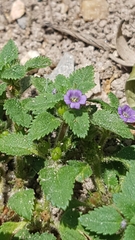 Stemodia verticillata