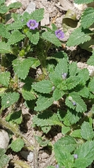 Stemodia verticillata
