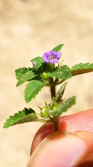 Stemodia verticillata