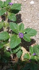 Stemodia verticillata